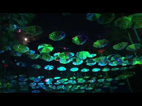 Walking Through Electric Forest At Night