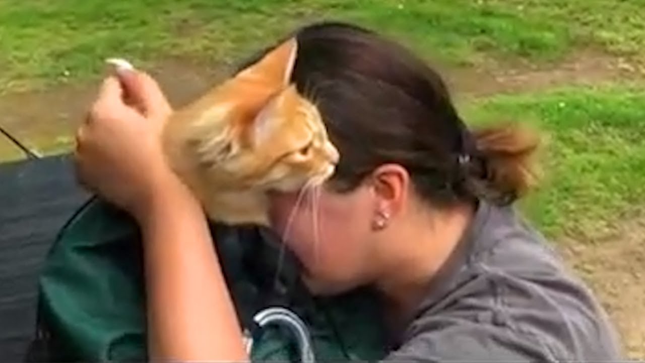 Heartwarming Animal And Owner Reunions Caught On Camera