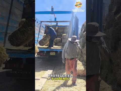Entrega de pacas al distrito de Achoma de la provincia de Caylloma 🤝