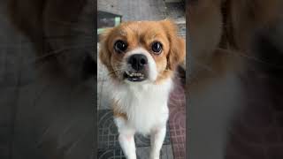 Download lagu Full Video below👇  #feed #shorts #doglover #puppy #love #pets #cute #bestfeed #cutedog #doggo mp3