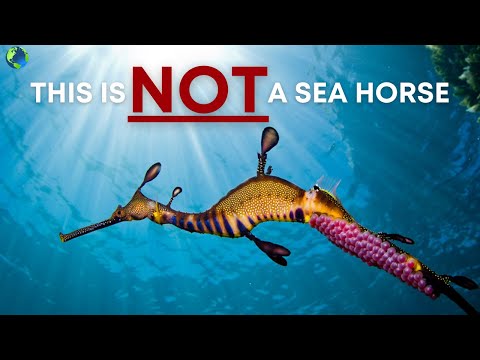 What's A Sea Dragon?