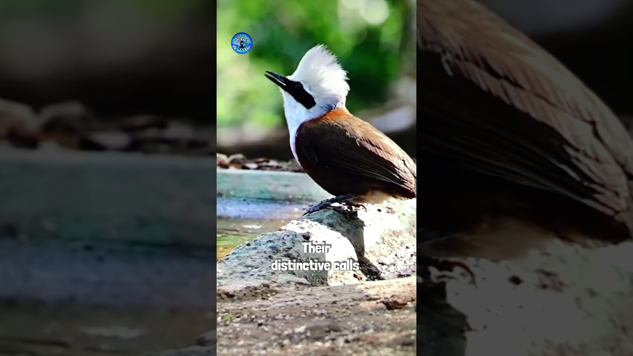 White-crested Laughingthrush instantly recognizable by its bright white crest and vibrant plumage.