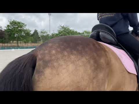 Dressage - prova iniciados 1