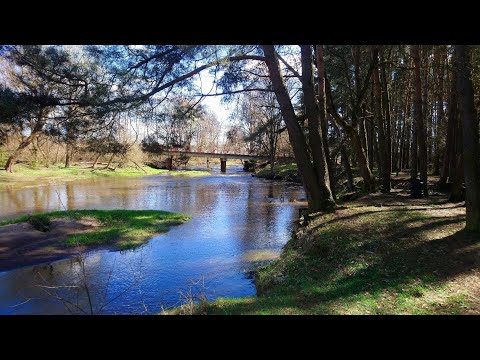 Rzeka Świder okiem wędkarza, długi spacer po rezerwacie. #Świder #rzeka #rezerwat #wędkarstwo