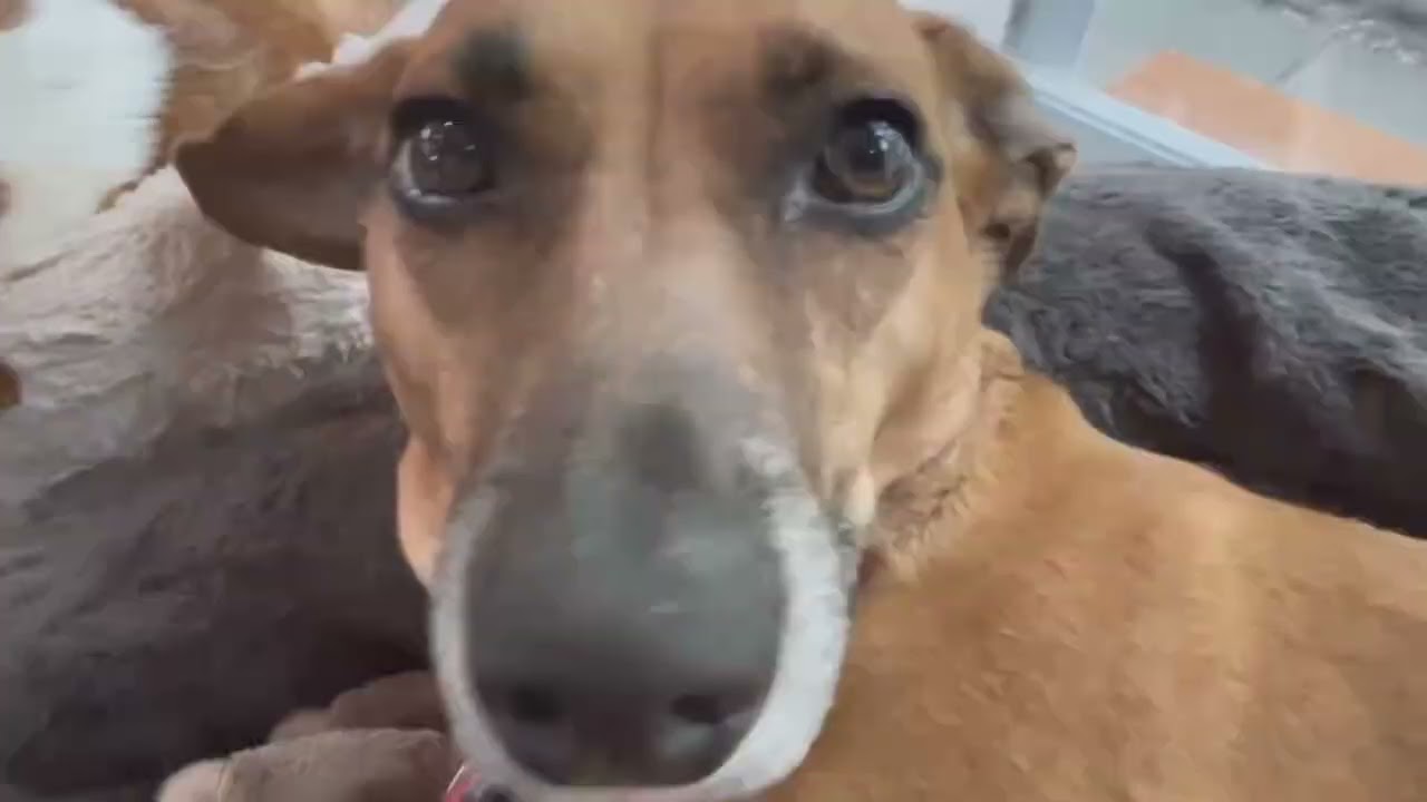 A Short Film About Dogs *EPILEPSY WARNING*