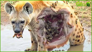 30 Tragic Moments! Hyenas Fighting Vs Wild Predatory Animals | Animal Fight