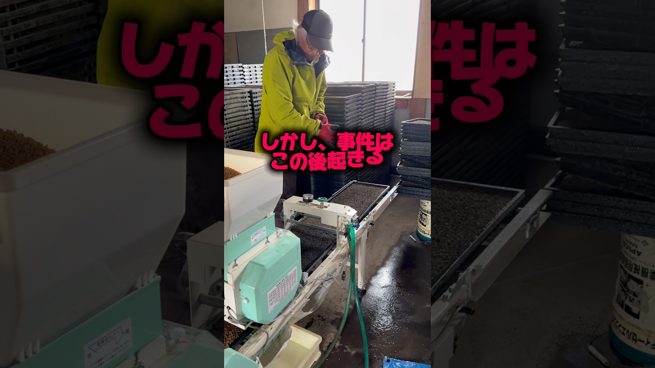 しかし、事件はこの後起きる#shors #農業 #佐渡 #農家 #米作り #仕事 #作業 #種まき #春 #水 #事件 #やらかし #お米 #米 #コメ #田舎 #コシヒカリ #2回目 #4月