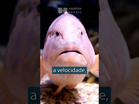 Peixes No Aquário - Netto Companny