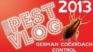 German Cockroach Las Vegas Pest Control - Pest Vlog