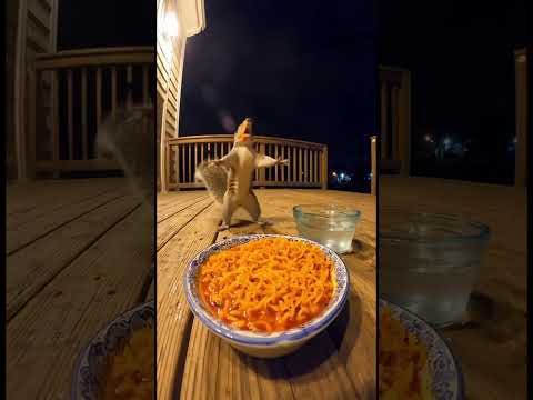 Squirrel Tries Spicy Noodles For The First Time!