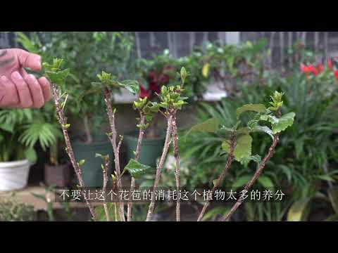 朱槿生長速度