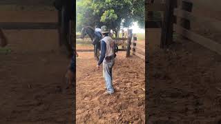 Técnica para domar burro brabo