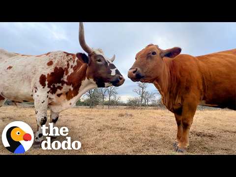 Cow Soulmates Get Rescued Just in Time to Have Their Baby | The Dodo