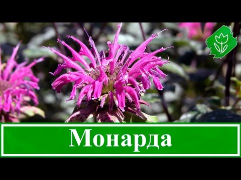 Монарда: характеристика, условия выращивания