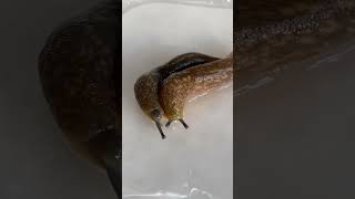 Download lagu Slug #slug #slugs #australia #fnaf #bugs #insects #creatures mp3