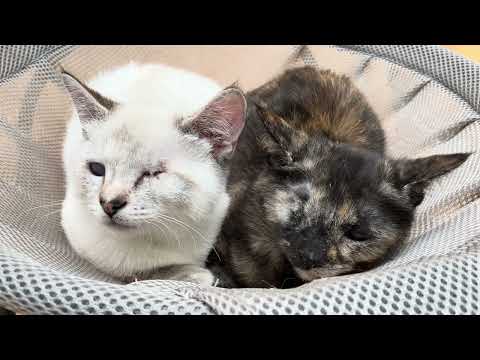 Bubbles & Buttercup - FFF