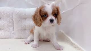 キャバリアの動画01