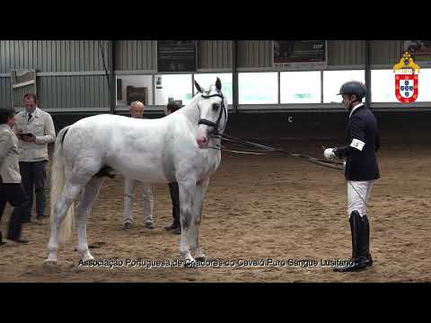 230424 15 Ópio - Aprovação de Garanhões