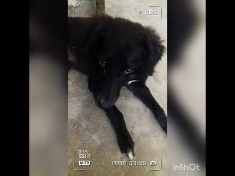 Firstvlog Melvina Small video