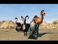 Gameplay video of Goat Simulator Payday  PC