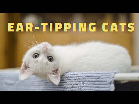 ear tipping cats what it is and why its done