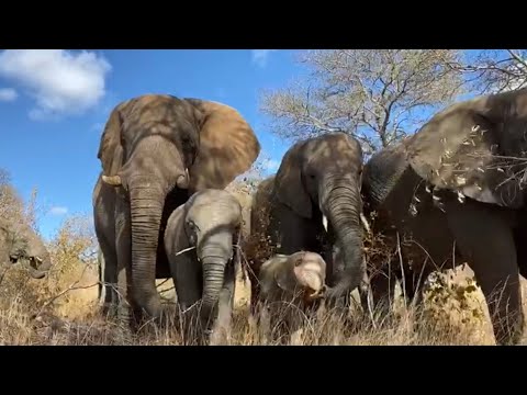 Help an Elephant, Help a Herd