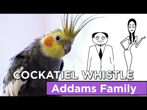 Addams family whistle for cockatiel