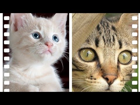 cute baby cat video compilation,  cut & bird animal, amazing animals   video,, #2021