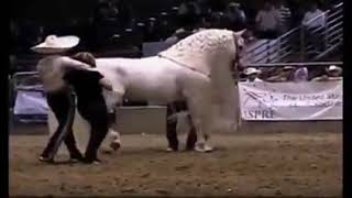 El caballo blanco Vicente Fernández