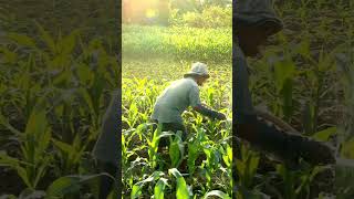 Download lagu TIDAK ADA HASIL SIA SIA JIKA KITA SABAR & ISTIQOMAH mp3 Download lagu TIDAK ADA HASIL SIA SIA JIKA KITA SABAR & ISTIQOMAH mp3