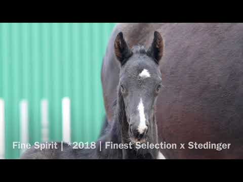 Hengstfohlen von Finest Selection x Stedinger x Donnerhall (sold)