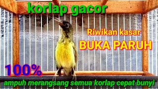 Download lagu Korlap gacor ngeriwik kasar buka paruh || ampuh merangsang semua korlap agar cepat bunyi mp3