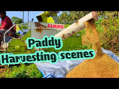 It's Harvesting Time |paddy harvesting scenes| Nazima Barreto