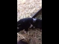 Kunekune Piglets Squeezing Milk From A Button