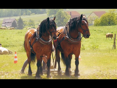 Kvalifikace ovladatelnosti v kládě a těžký tah.   Frýdlant v Čechách  🇨🇿  .27.5.2023