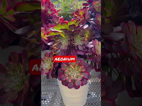 アエオニウム樹木園、木のアエオニウム