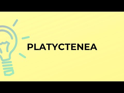 What is the meaning of the word PLATYCTENEA?