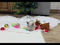 French Bulldog dogs for sale: Millie - Video 1