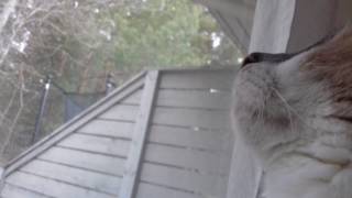 Lintu bongausta🐱🐦