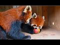 Red Panda fight over an apple #cute #redpanda