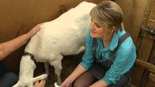 Смотреть онлайн Рассказ фермера о заанинской породе коз