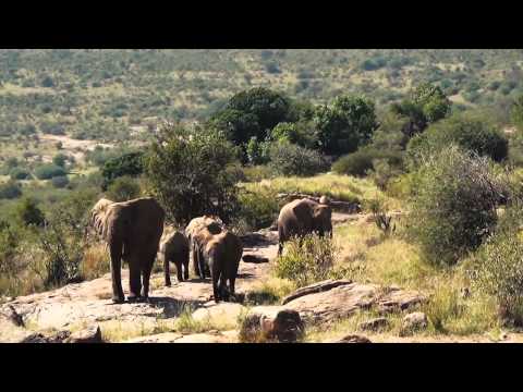 Elephant Highlights