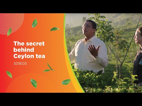 Preserving time in two leaves and a bud (the secret behind Ceylon tea revealed) – S01E03