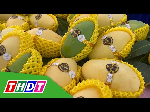 Thêm lô xoài keo đặc sản An Giang xuất khẩu đi Hàn Quốc | THDT