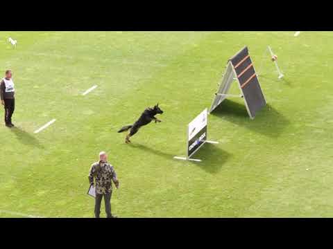 Flynn Ethen - WUSV-WM 2023 - FCI IGP3 - B 87