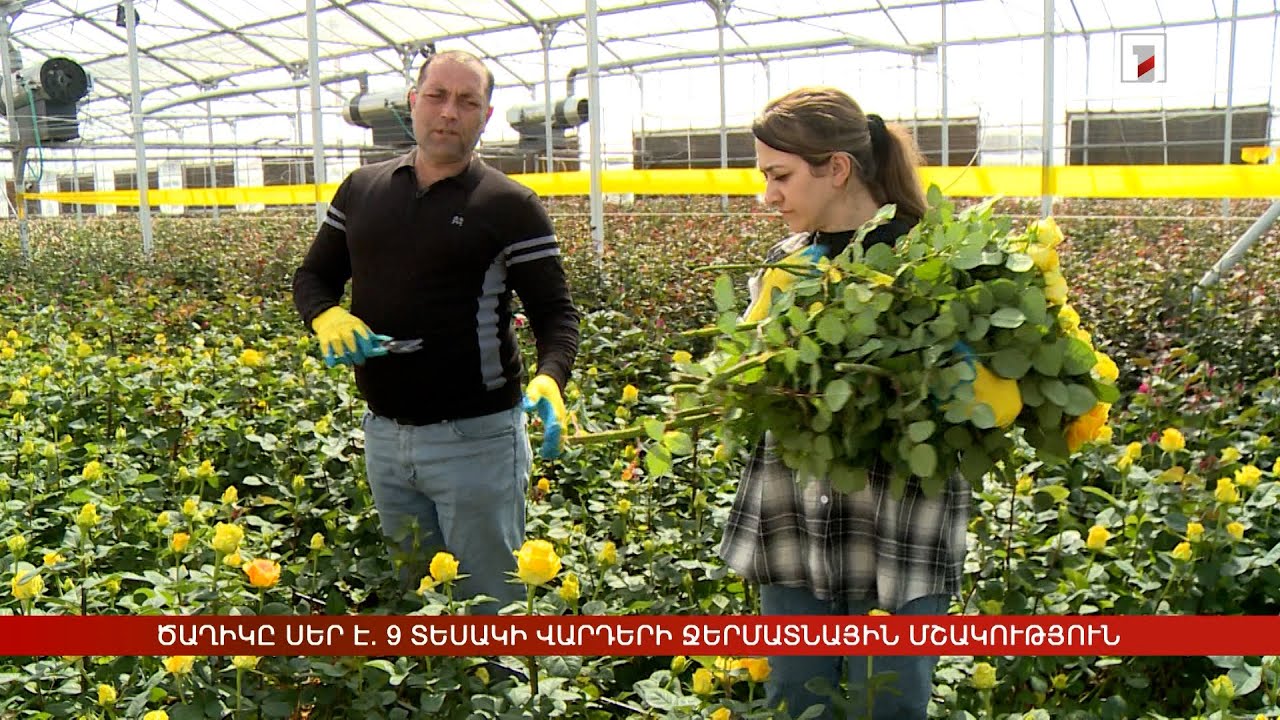 Ծաղիկը սեր է. 9 տեսակի վարդերի ջերմատնային մշակություն