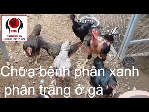 , title : 'Phòng và chữa bệnh phân xanh phân trắng cho gà cực hiệu quả | Nguyễn Viết Hòa'
