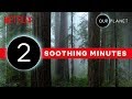 Our Planet | 2 Minutes of Soothing Scenery | Netflix