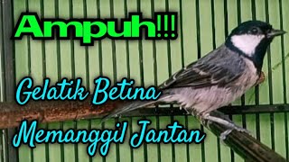Download lagu Suara gelatik batu betina memanggil jantan mp3