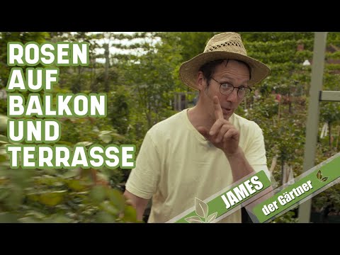 Diese Rosen eignen sich für Topf und Kübel | James der Gärtner
